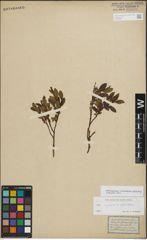 Foto von Salix myrsinifolia Salisb. x Salix phylicifolia L.